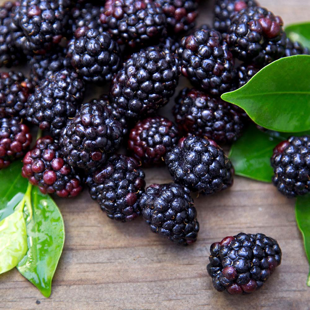 Alasko Iqf Blackberries, 1 Kg -- 5 Per Case